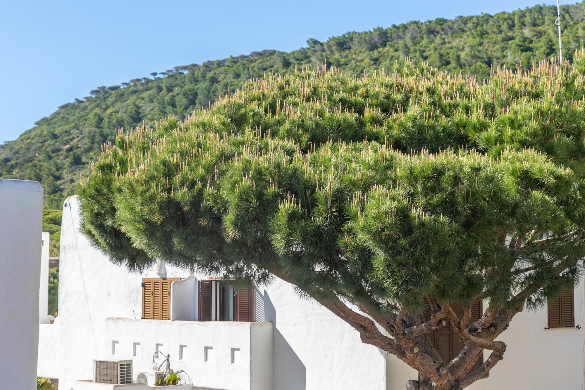 Adosado Nuevo Con Piscina, Playa, Garaje Y Jardin Los Canos De Meca Extérieur photo